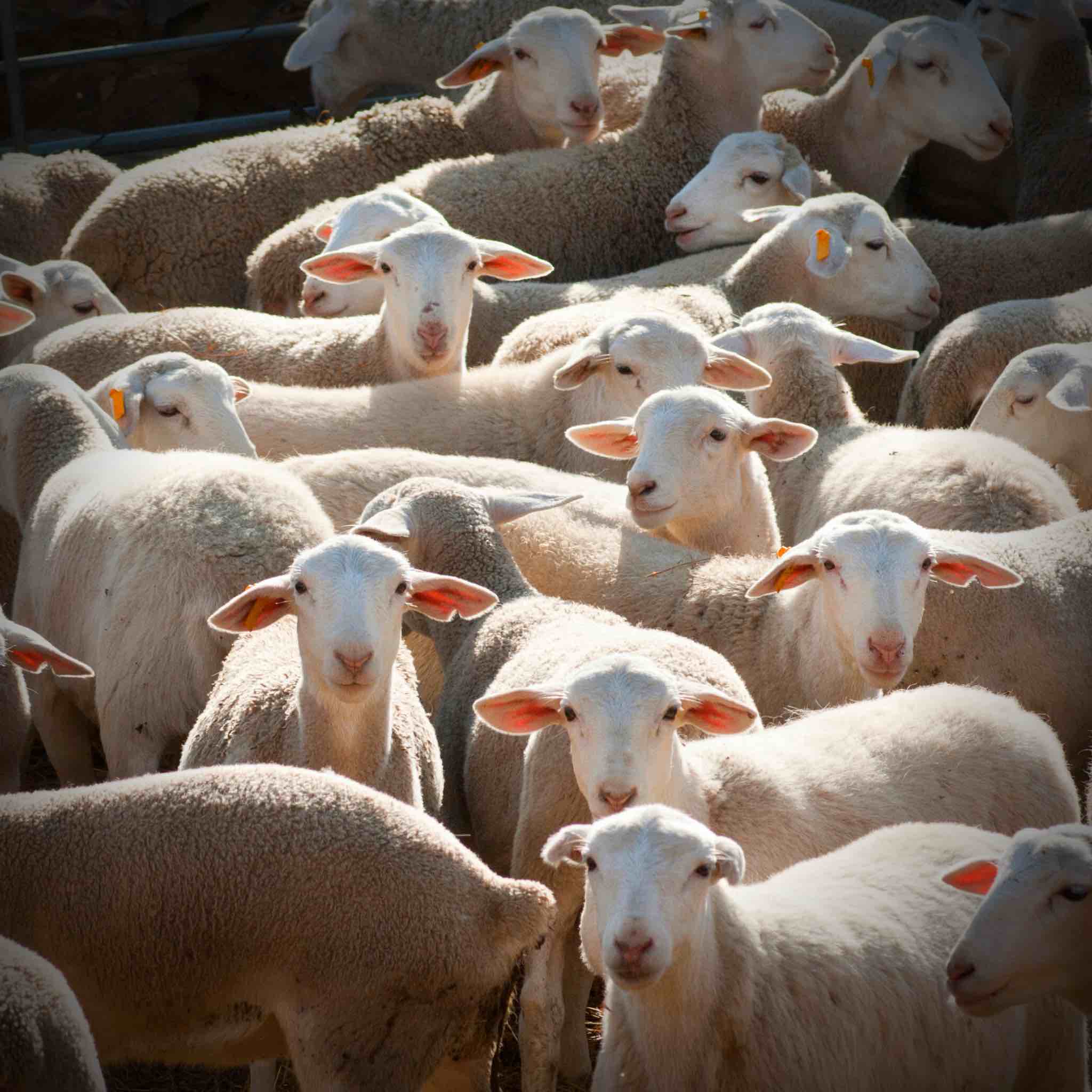 Local Qurbani - Udhiyah - Image 2