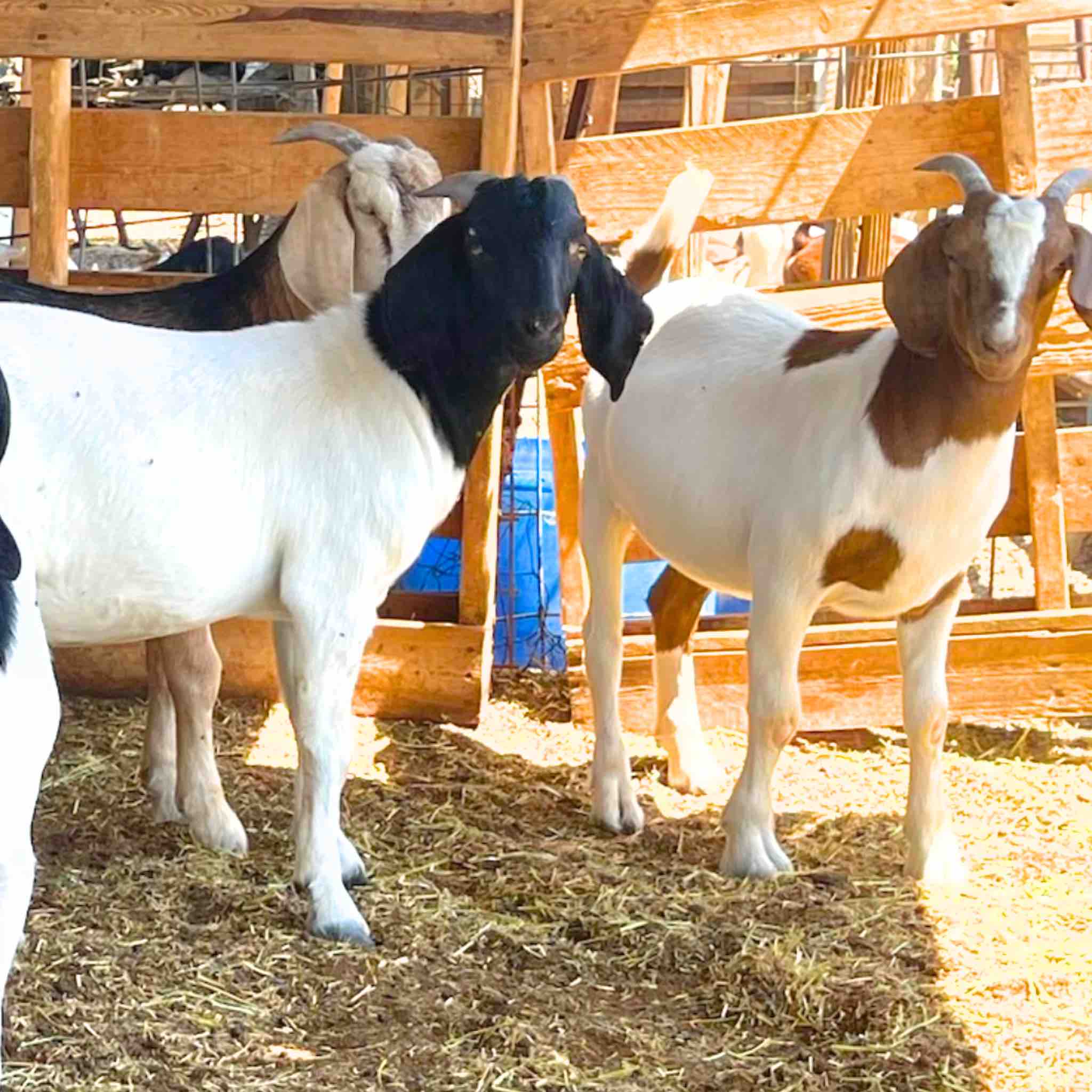 Local Qurbani - Udhiyah - Image 3