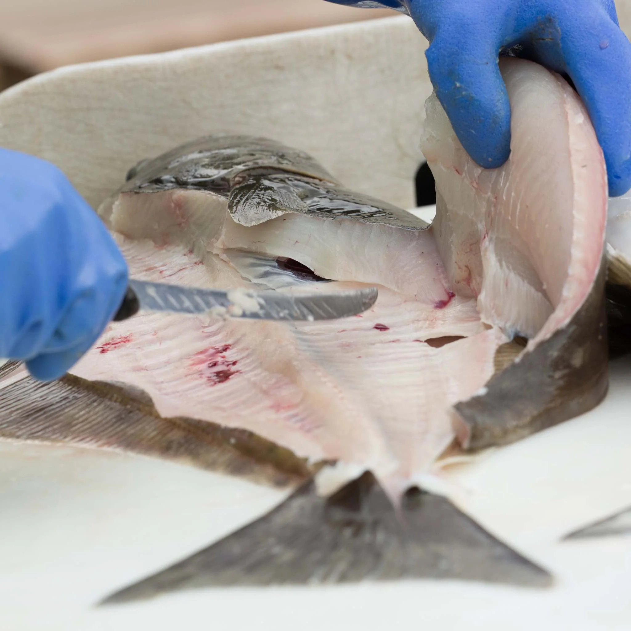 Wild Caught Alaskan Halibut - Image 4